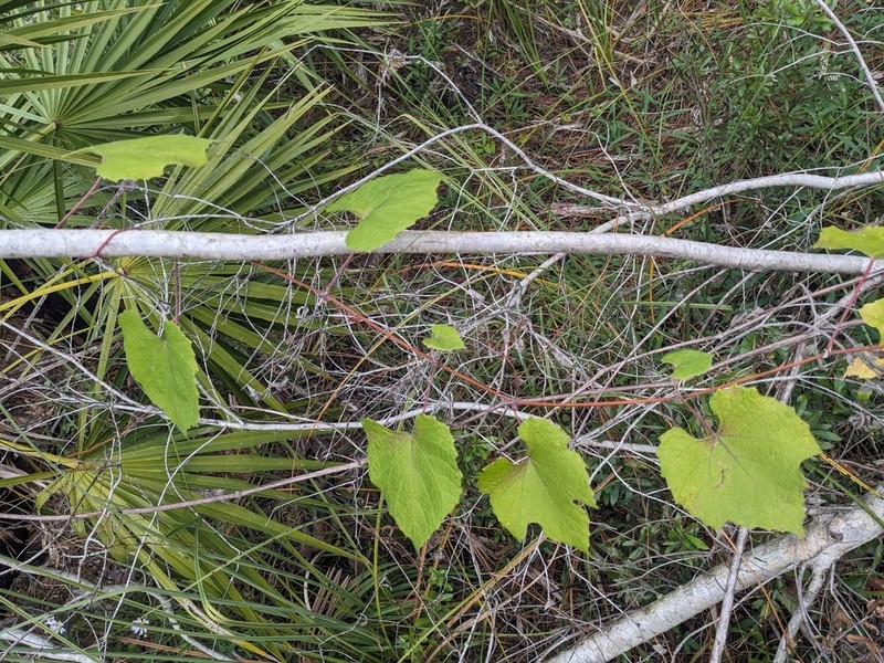 Graybark Grape photo 7
