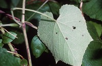 Graybark Grape