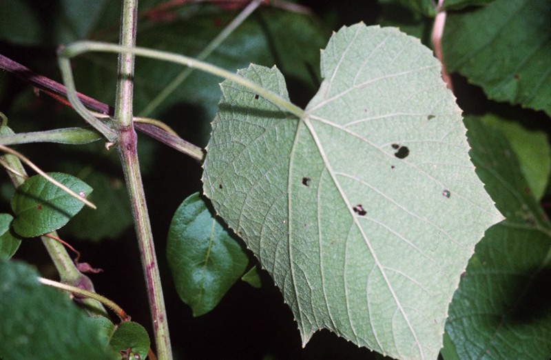 Graybark Grape