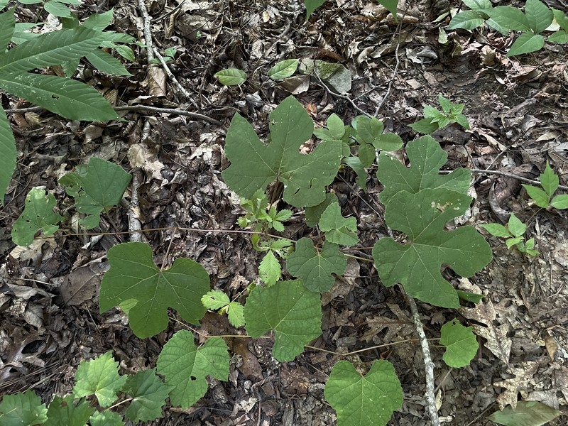 Vitis cinerea var. baileyana photo 2
