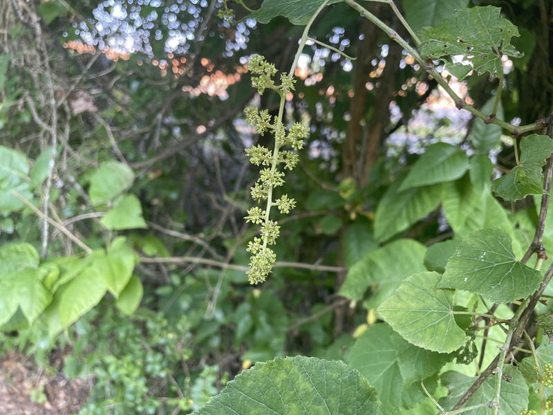 Vitis cinerea var. baileyana photo 3