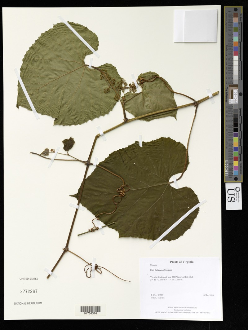Vitis cinerea var. baileyana photo 4