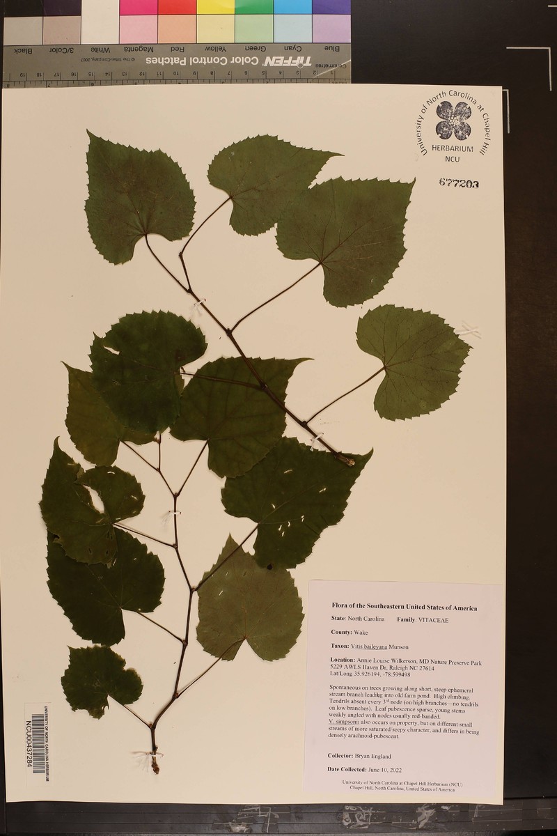 Vitis cinerea var. baileyana photo 5