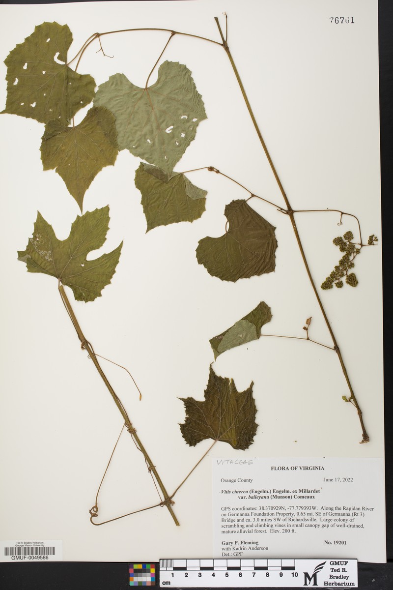 Vitis cinerea var. baileyana photo 6