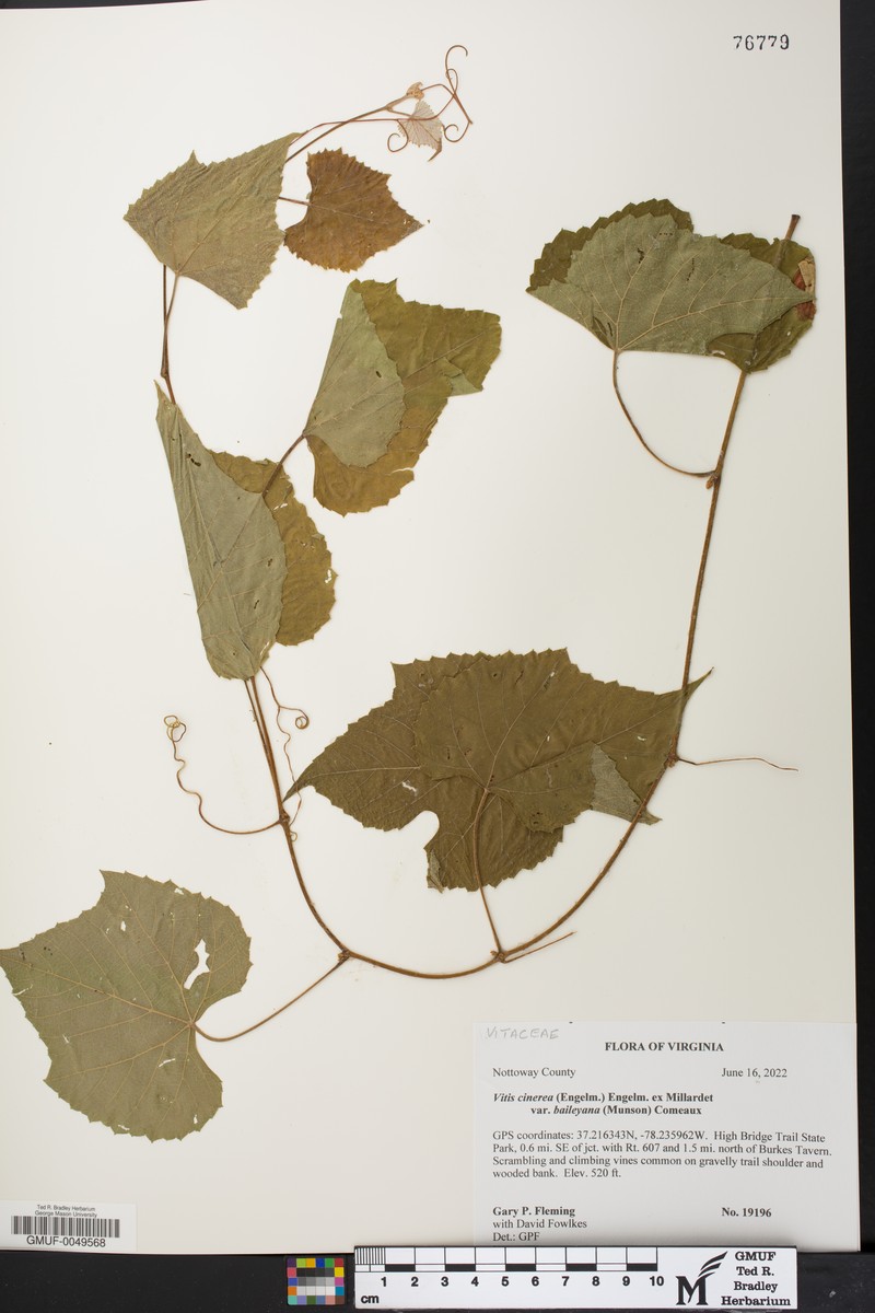 Vitis cinerea var. baileyana photo 7