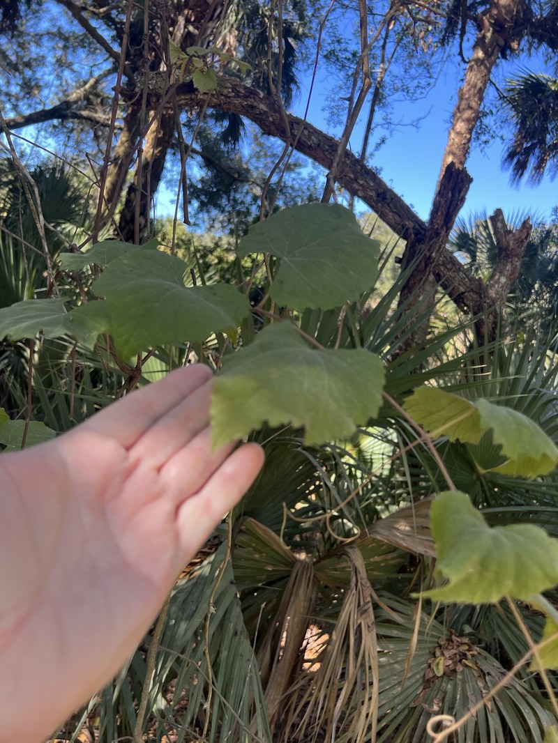 Vitis cinerea var. cinerea