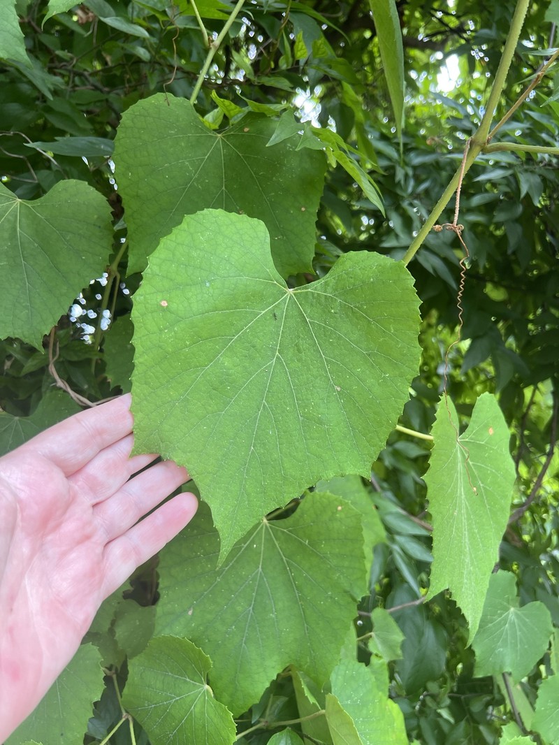 Vitis cinerea var. cinerea photo 2