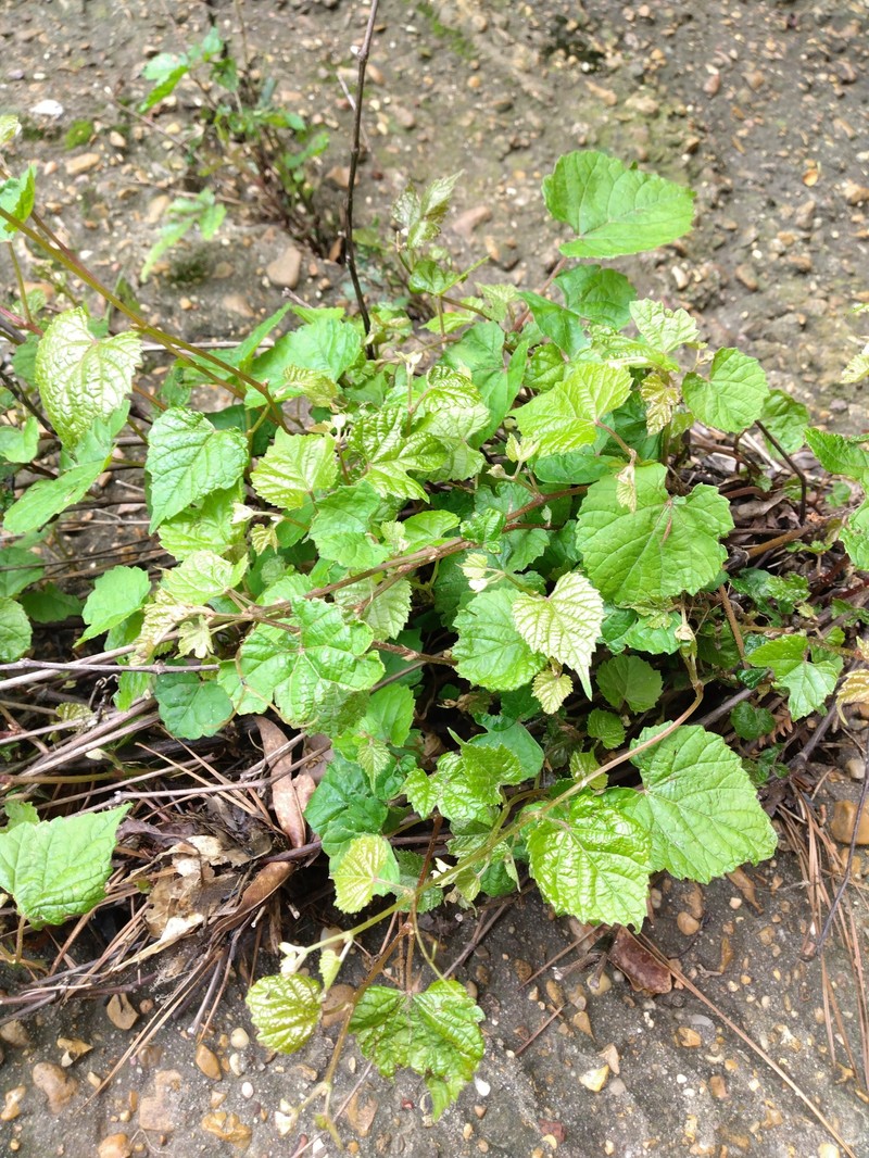 Vitis cinerea var. cinerea photo 3