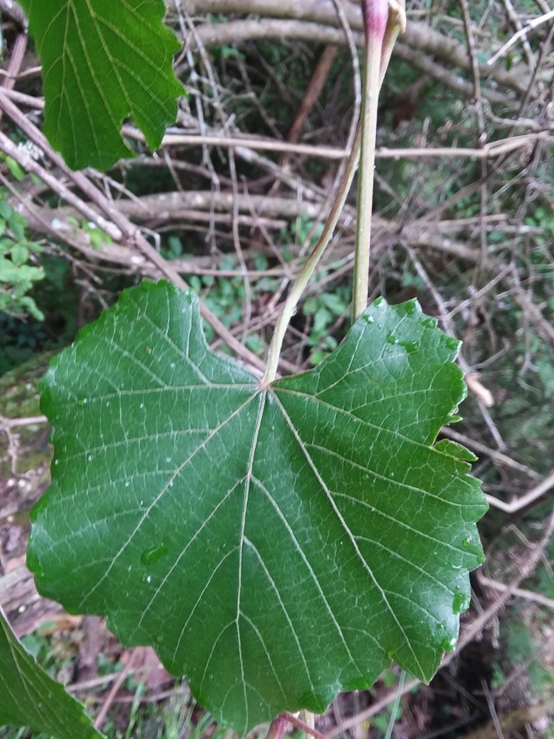 Vitis cinerea var. cinerea photo 4