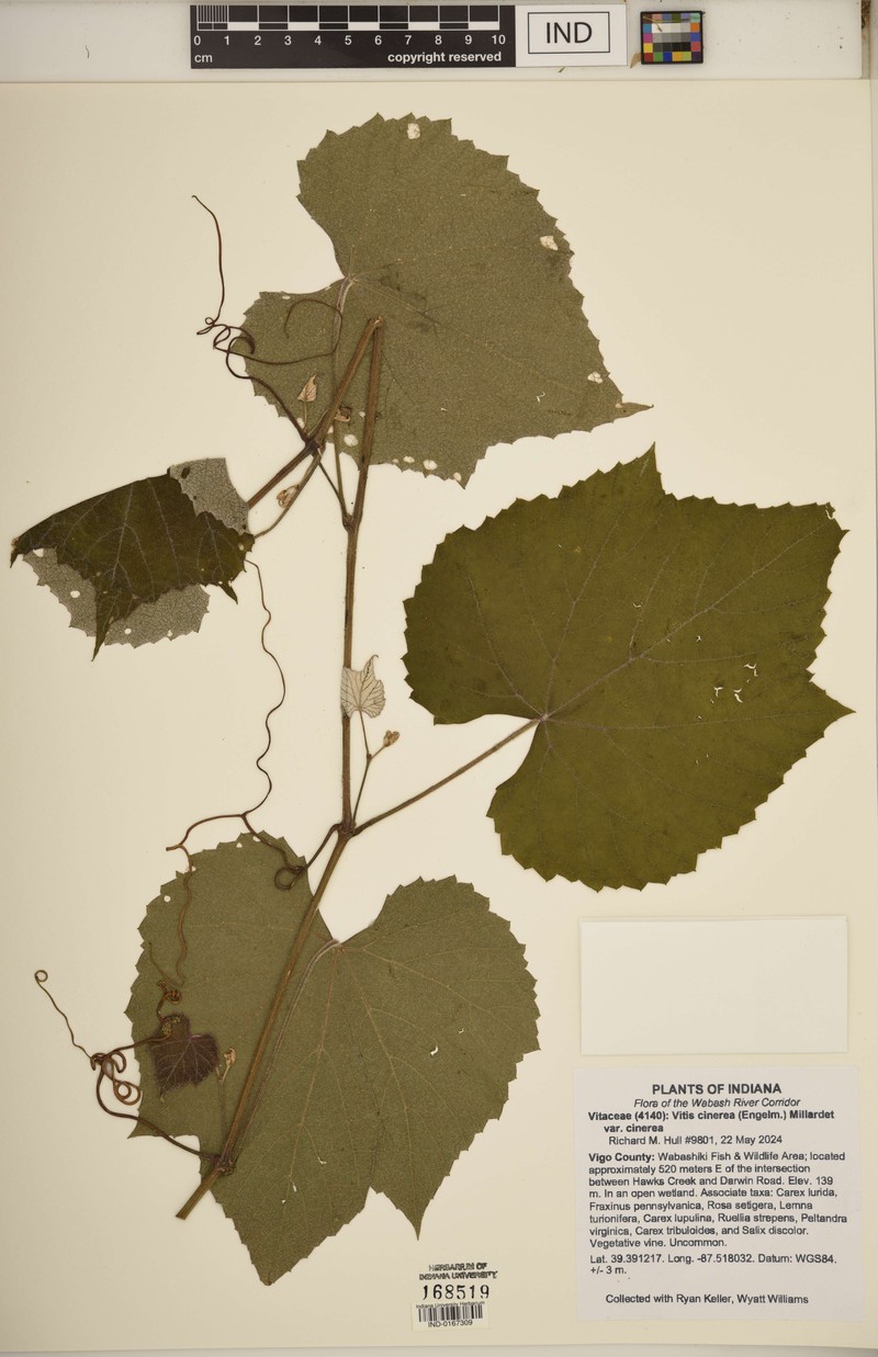 Vitis cinerea var. cinerea photo 6