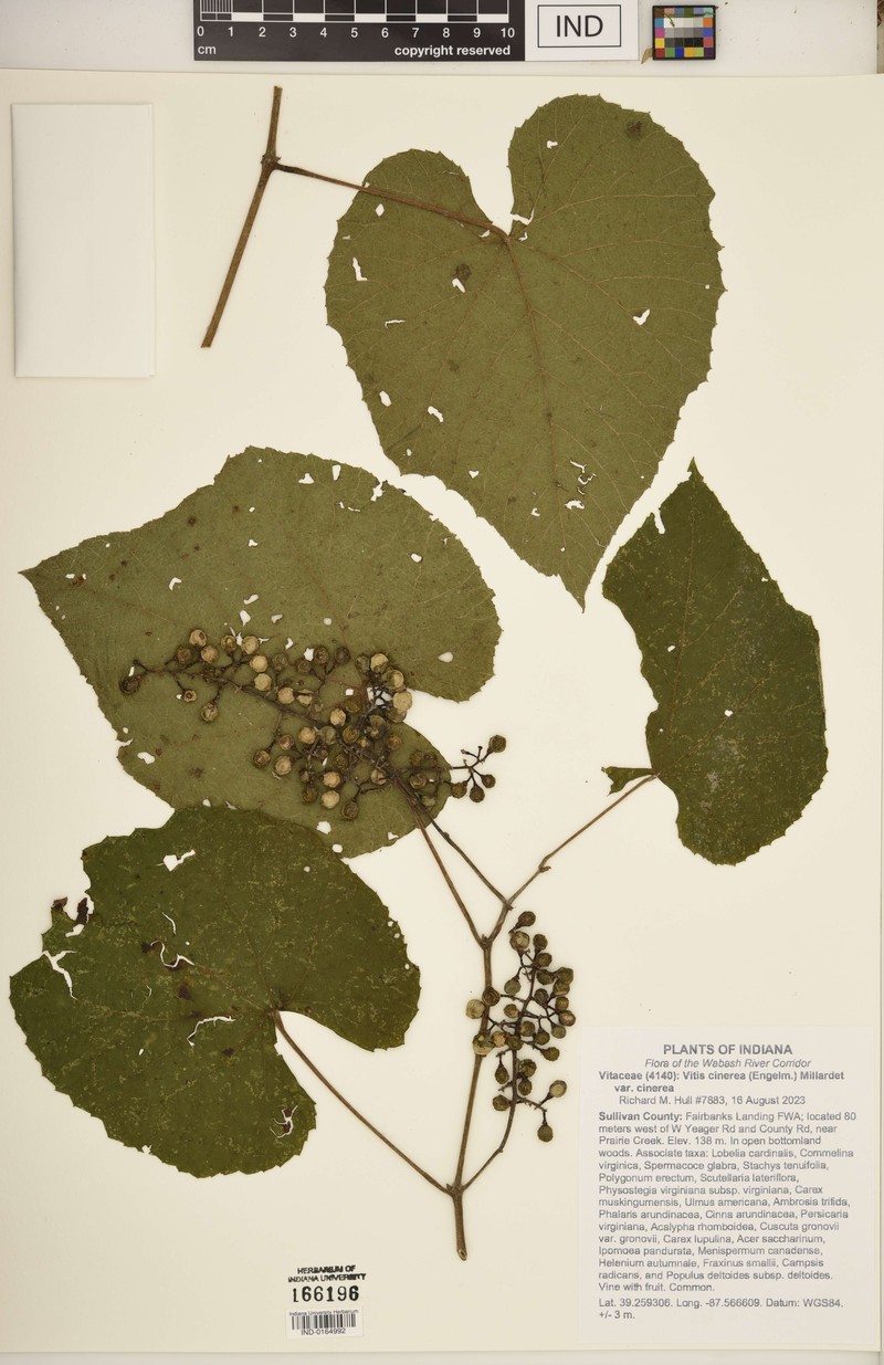 Vitis cinerea var. cinerea photo 7