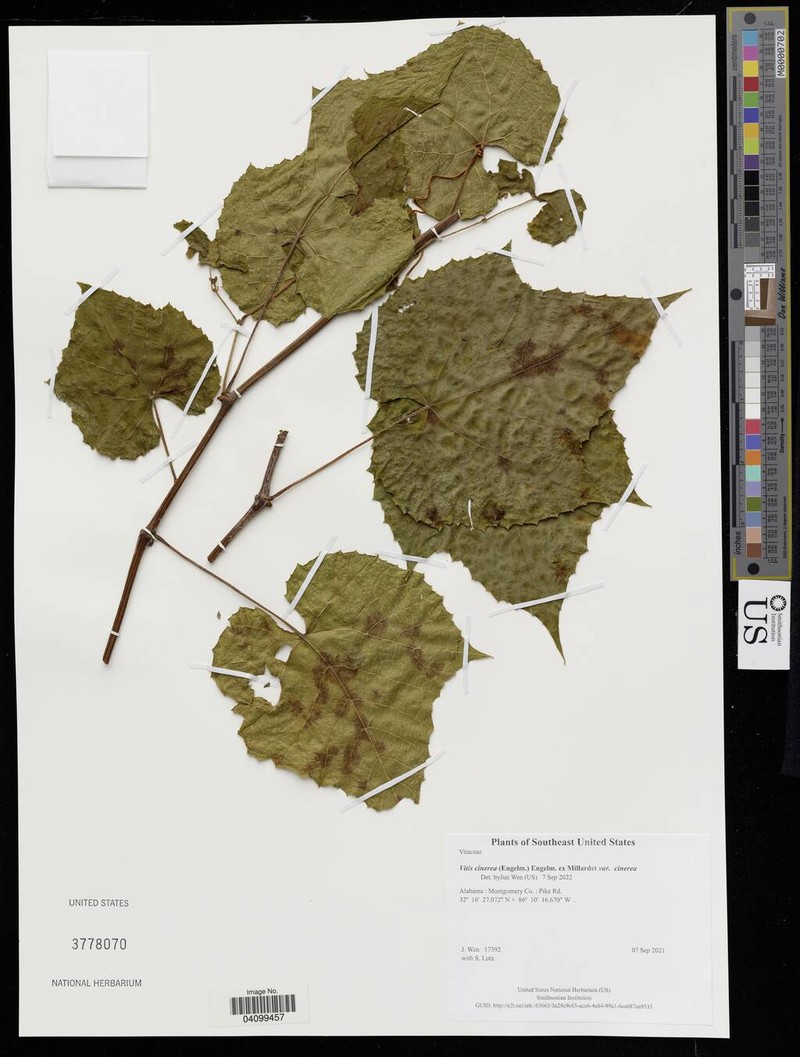 Vitis cinerea var. cinerea photo 8
