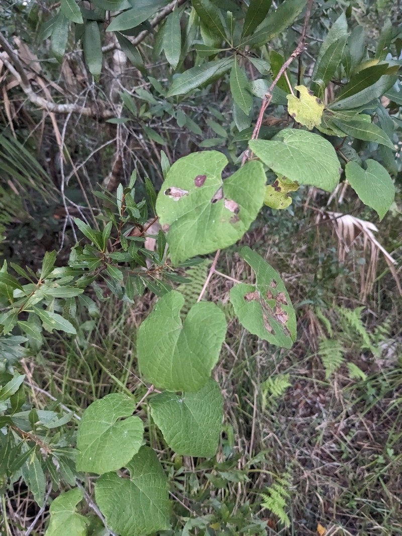 Vitis cinerea var. floridana