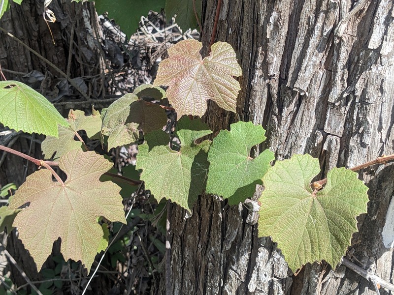 Vitis cinerea var. floridana photo 3