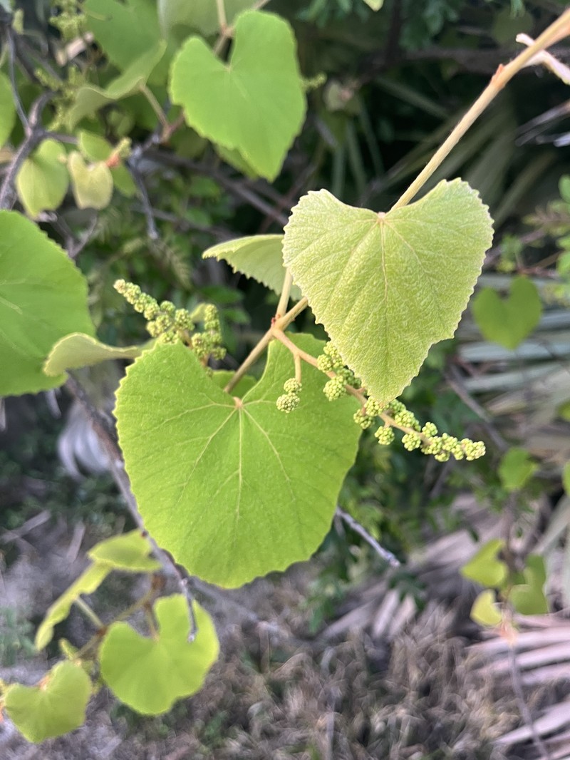 Vitis cinerea var. floridana photo 4