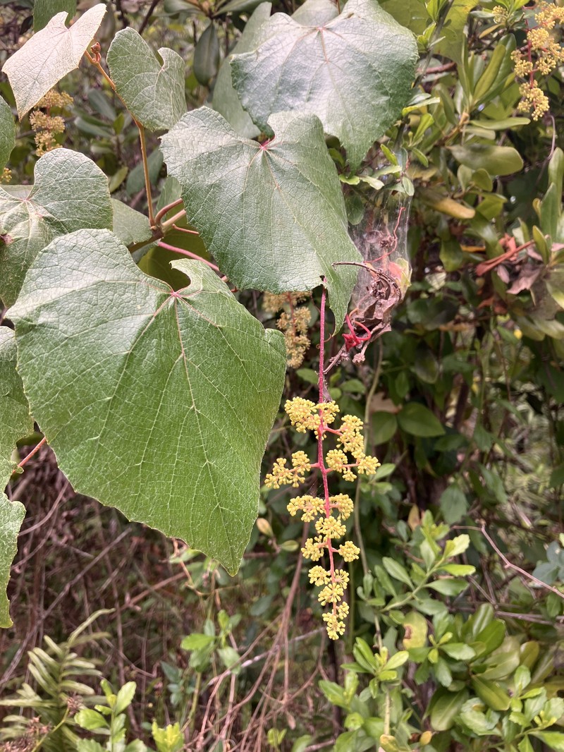 Vitis cinerea var. floridana photo 5