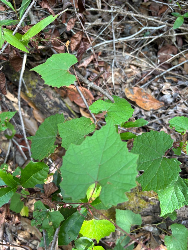 Vitis cinerea var. floridana photo 6