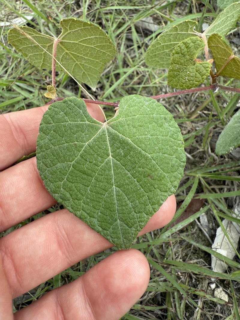 Vitis cinerea var. floridana photo 7