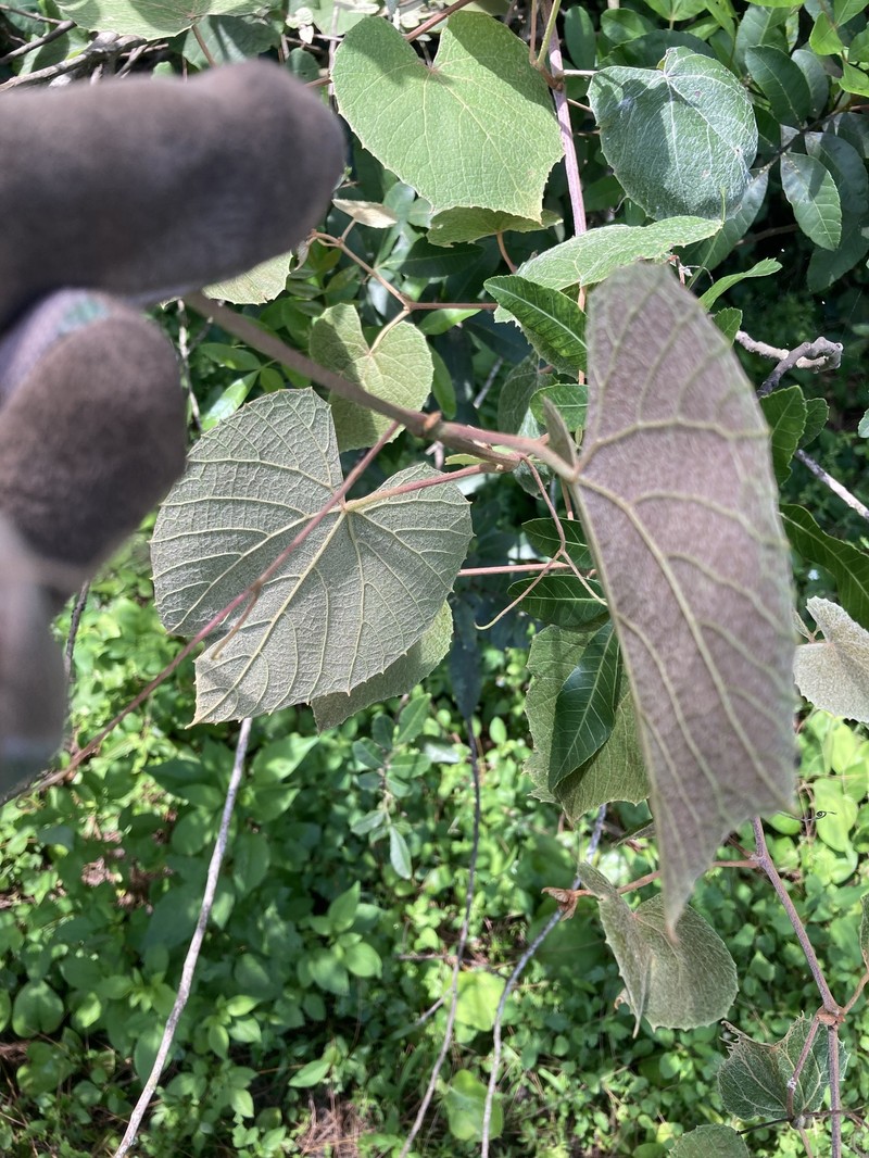 Vitis cinerea var. floridana photo 8