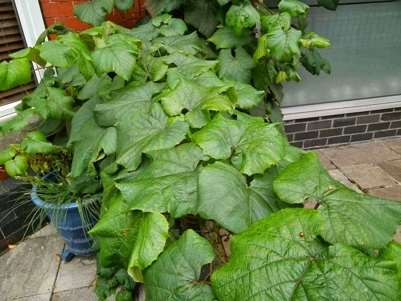 Vitis coignetiae photo 2