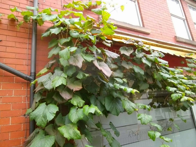 Vitis coignetiae photo 3