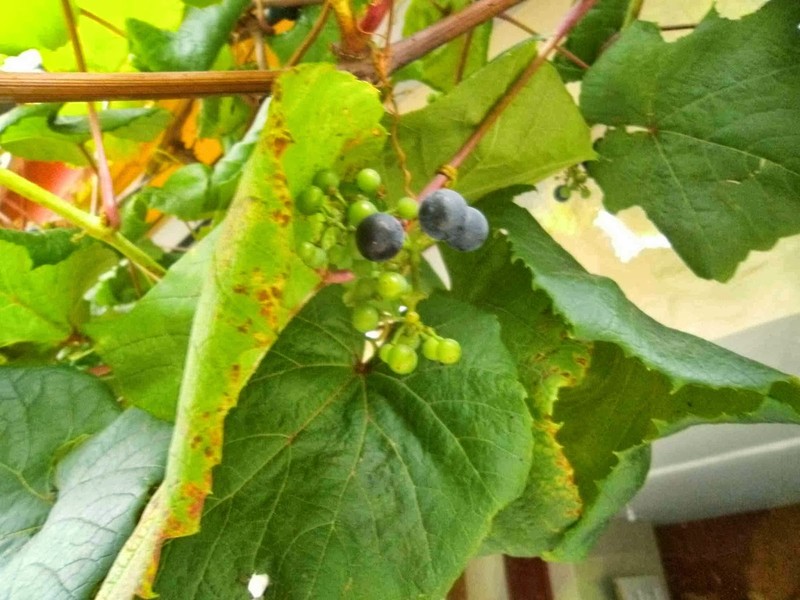 Vitis coignetiae photo 4