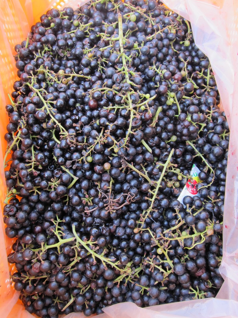 Vitis coignetiae photo 6
