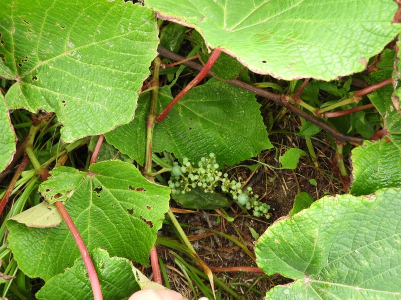 Vitis coignetiae photo 7