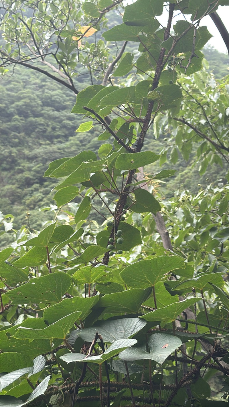 Vitis davidii photo 2