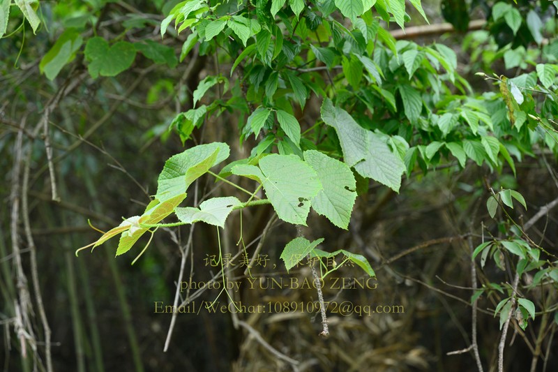 Vitis davidii photo 3