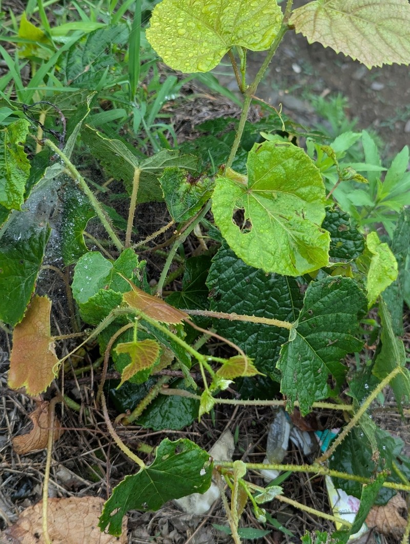 Vitis davidii photo 4