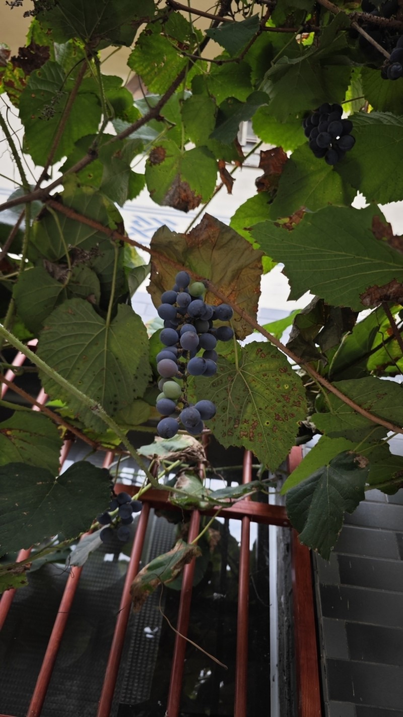 Vitis davidii photo 5