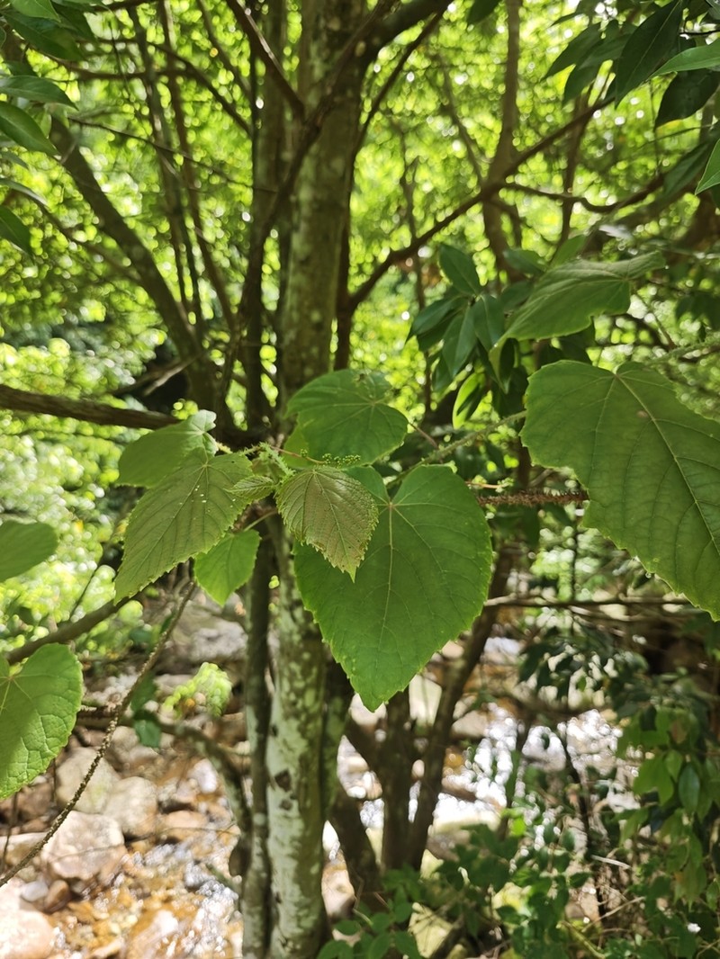 Vitis davidii photo 6