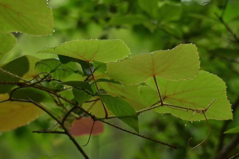Vitis davidii photo 7