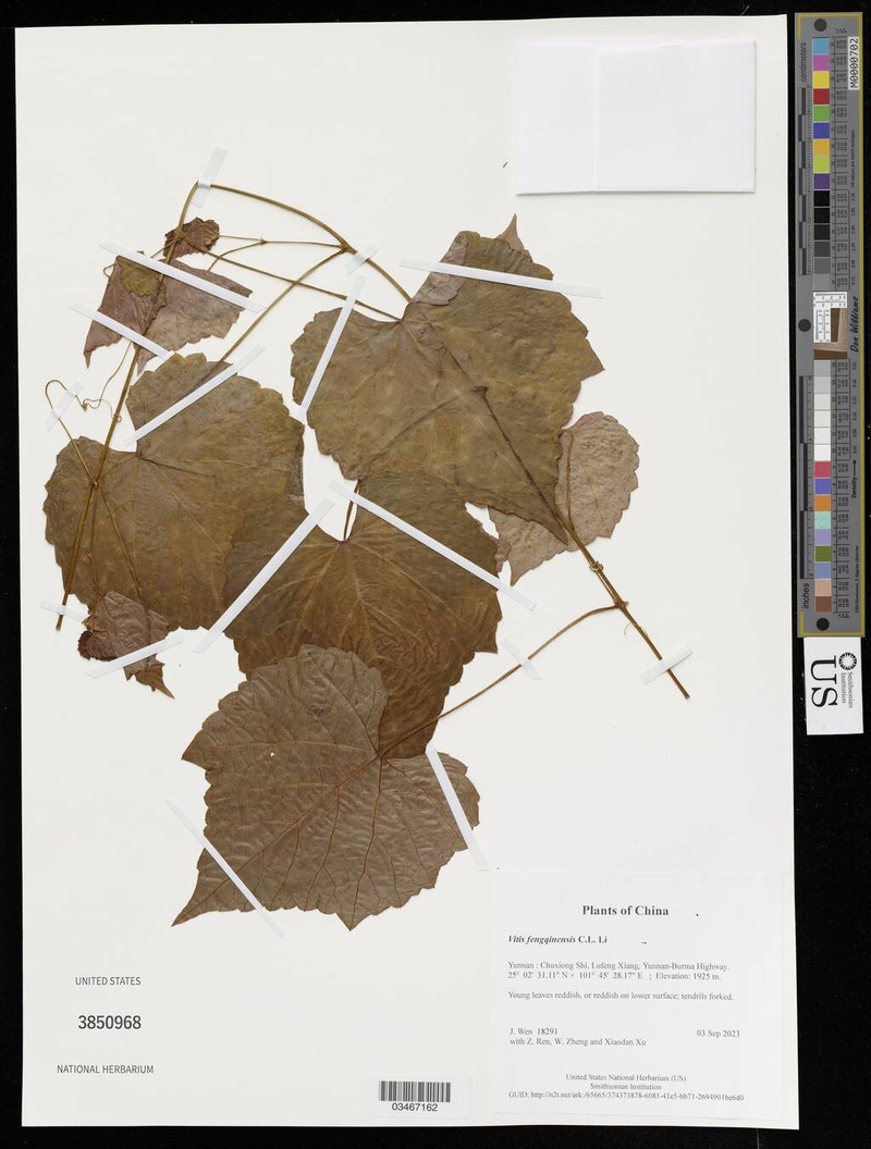 Vitis fengqinensis