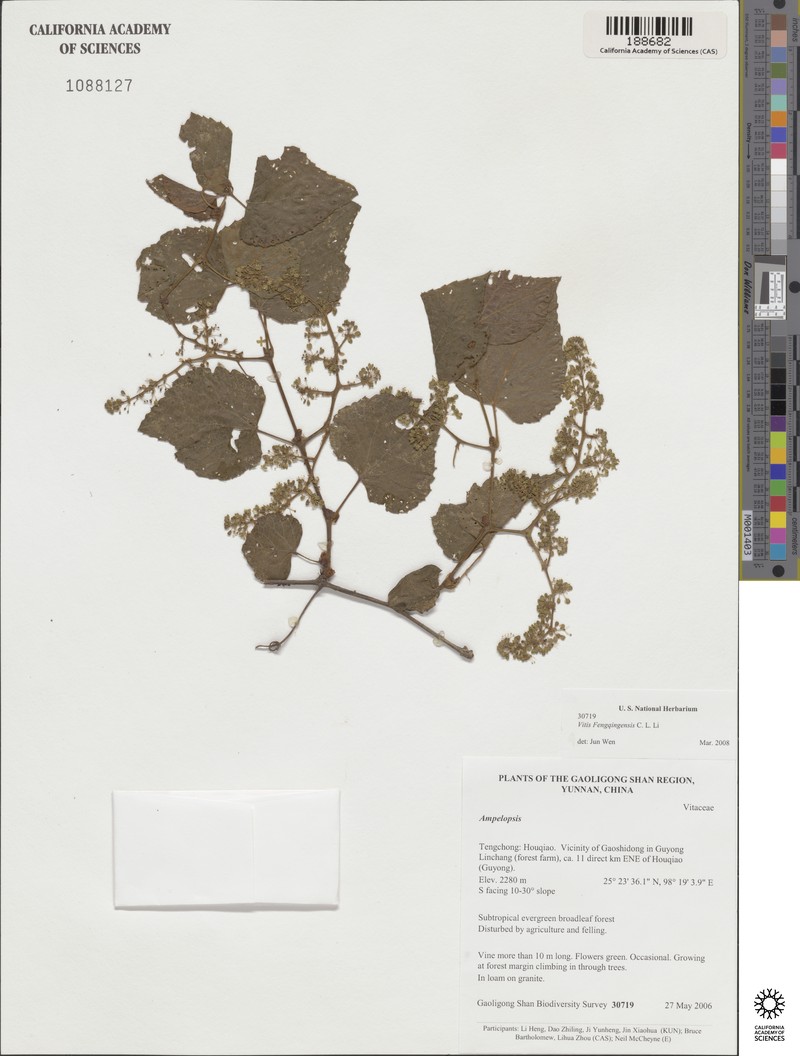 Vitis fengqinensis photo 2
