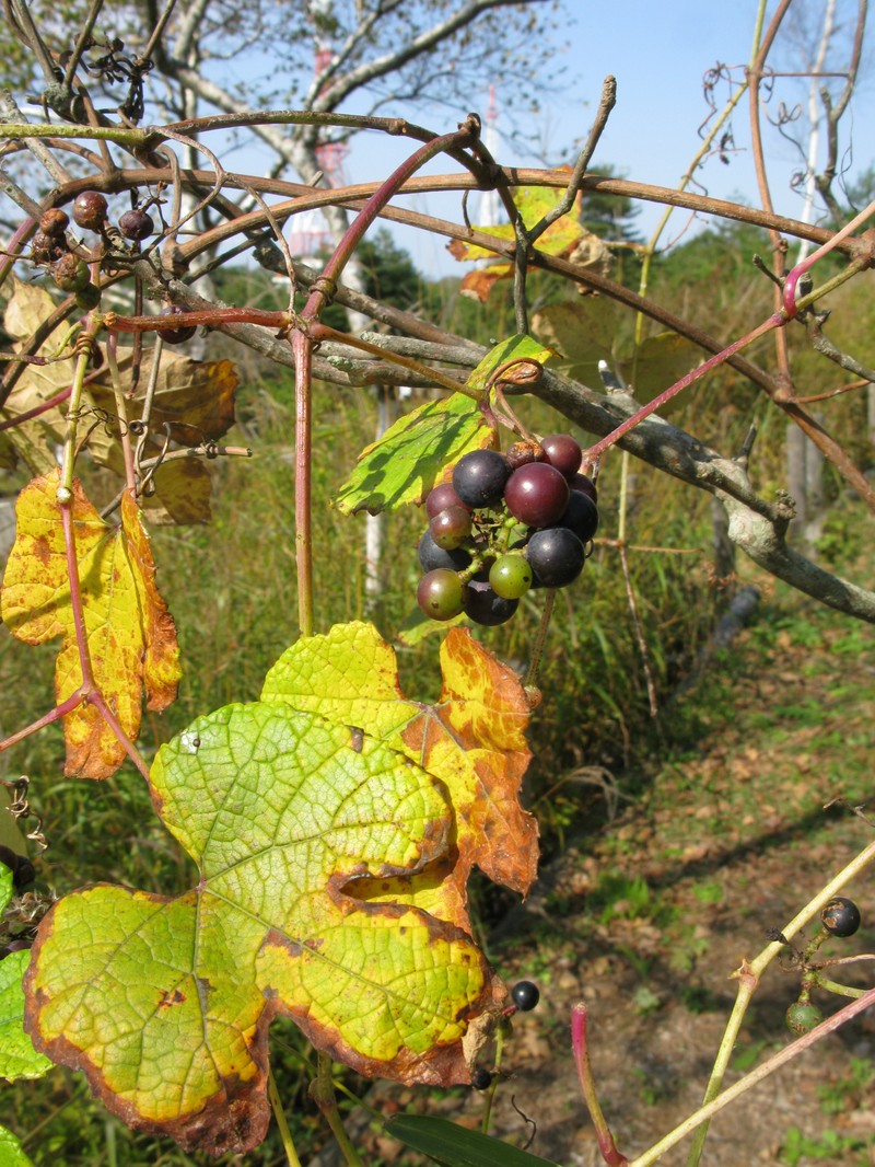 Vitis ficifolia