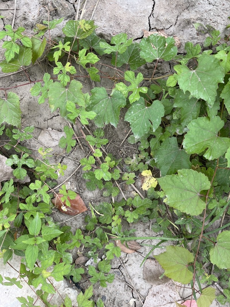 Vitis ficifolia photo 2