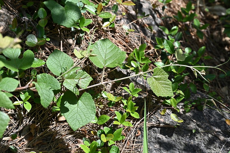 Vitis ficifolia photo 3