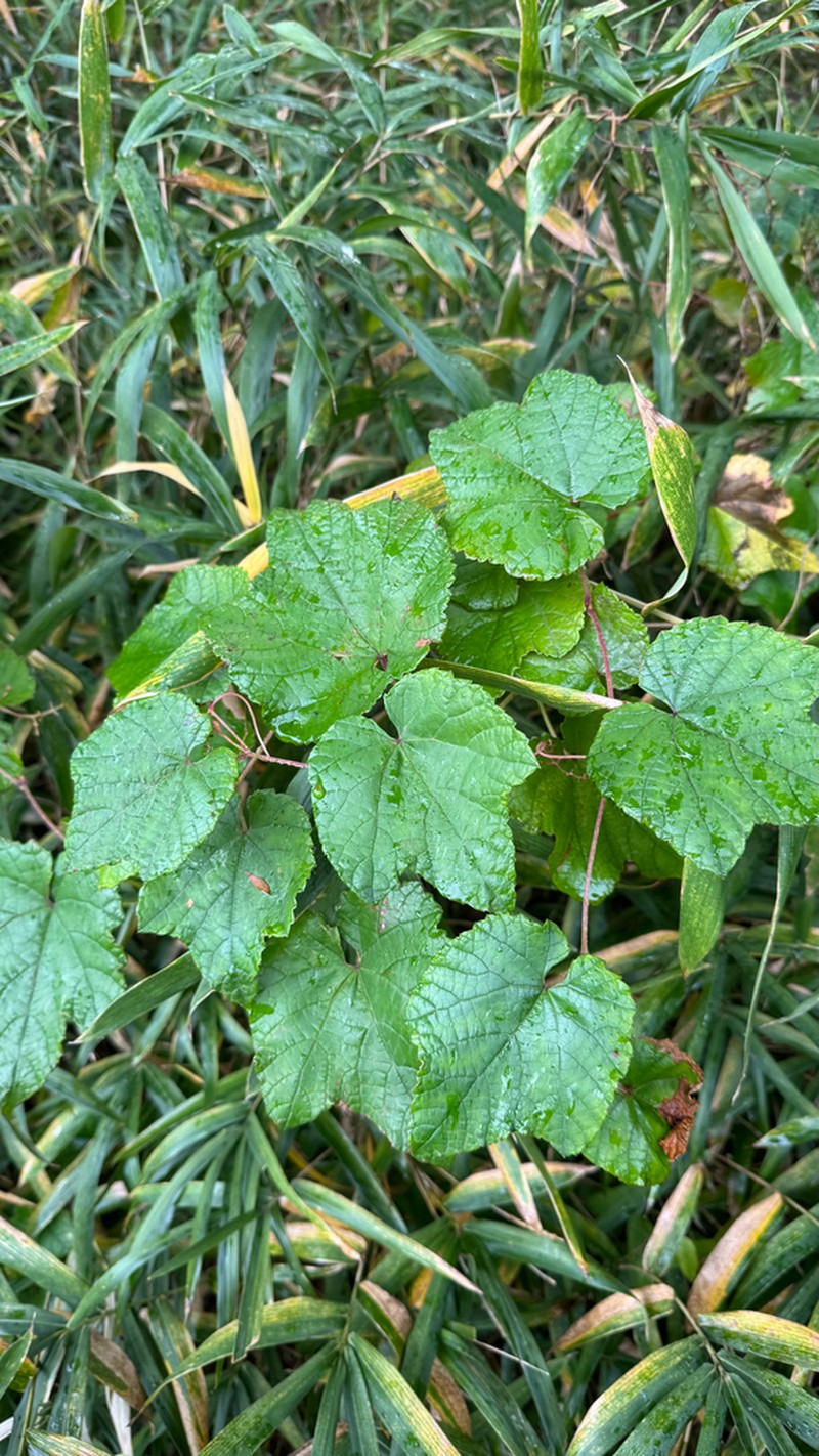 Vitis ficifolia photo 4