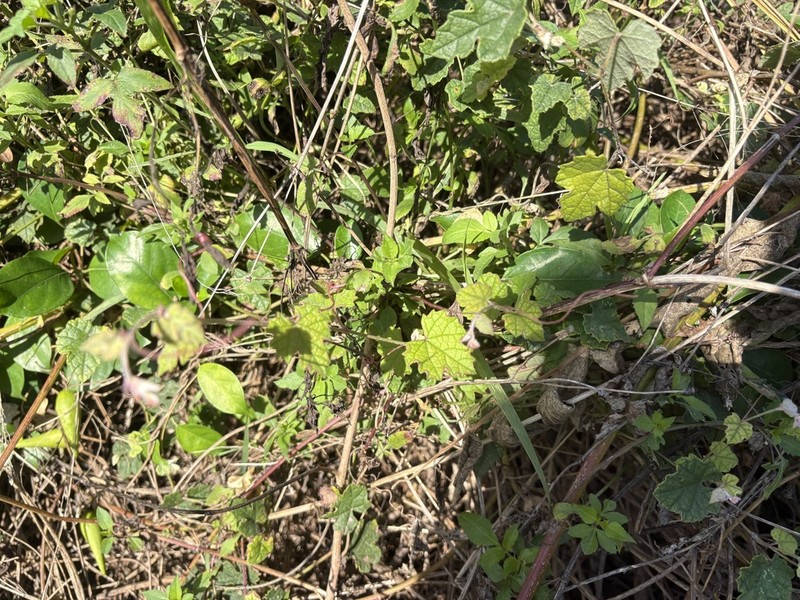 Vitis ficifolia photo 5