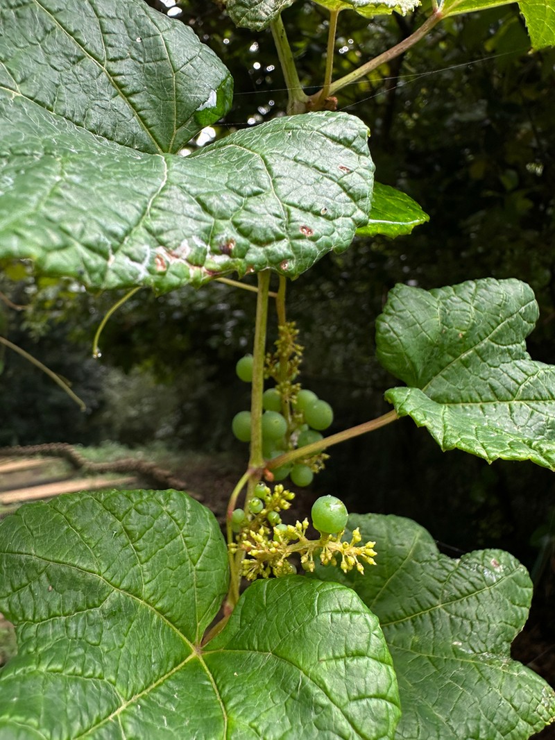 Vitis ficifolia photo 6