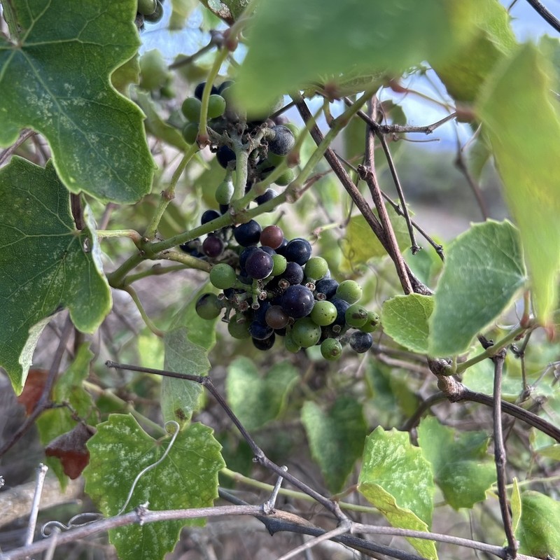 Vitis ficifolia photo 7