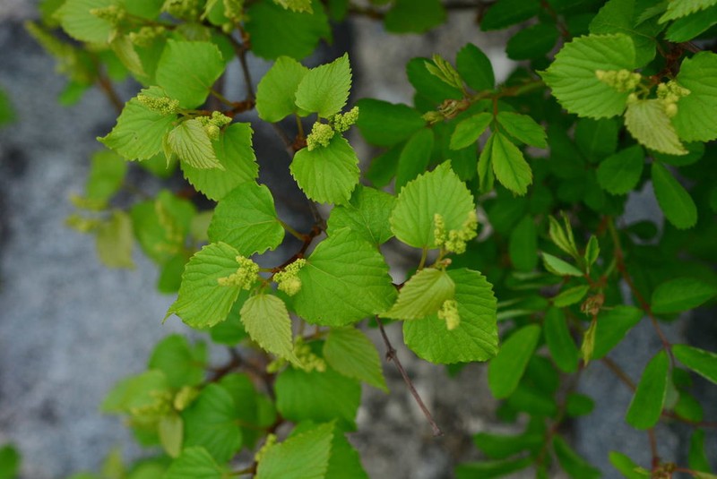 Vitis flexuosa photo 2