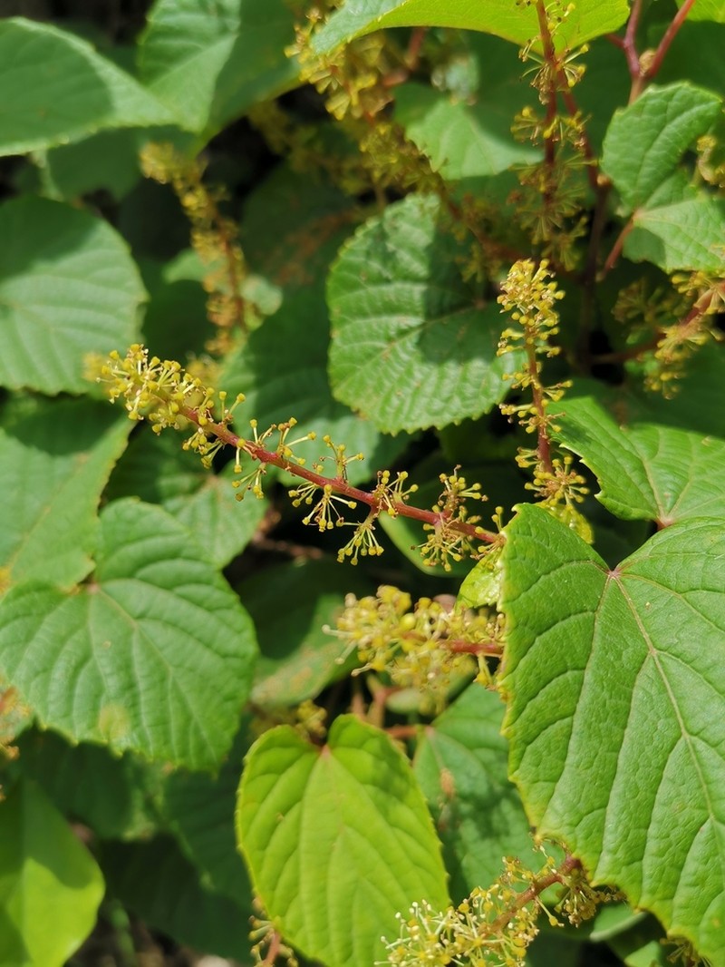 Vitis flexuosa photo 3