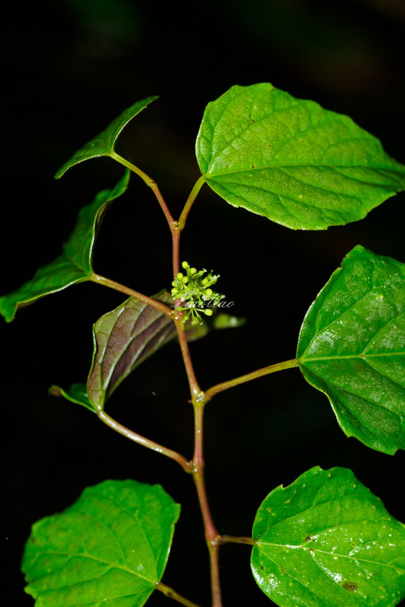 Vitis flexuosa photo 4