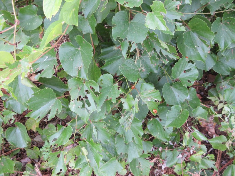 Vitis flexuosa photo 5