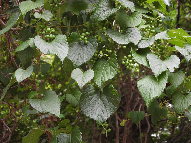 Vitis flexuosa photo 6