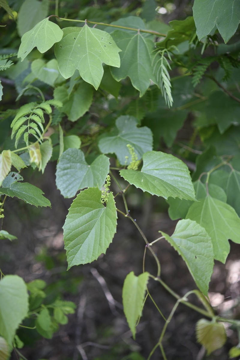 Vitis flexuosa photo 7
