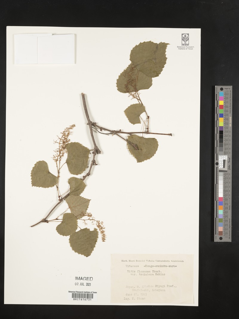 Vitis flexuosa var. tsukubana